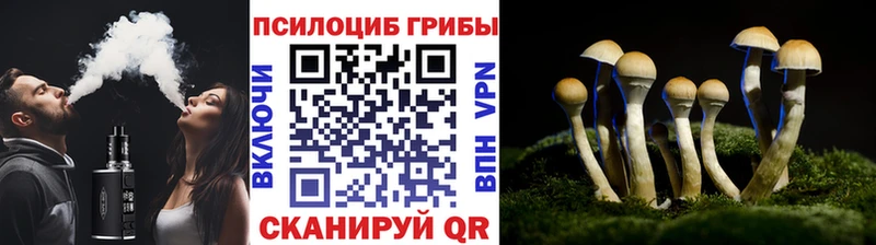 Псилоцибиновые грибы Psilocybine cubensis  Нижнекамск 